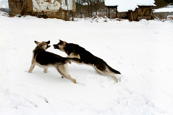 Brüder. Aprilzi, Bulgarien 2005